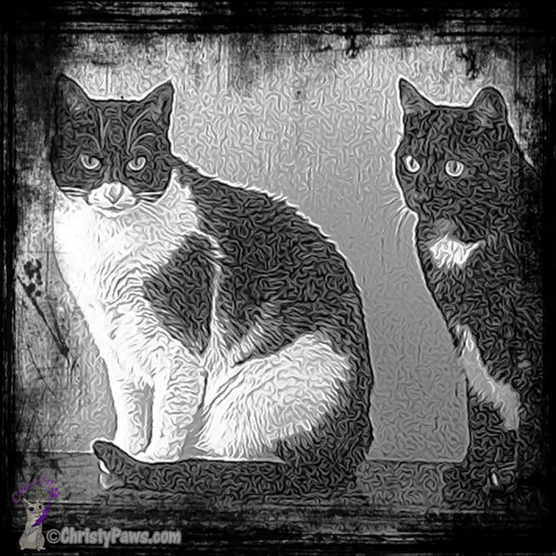 SuperPhoto Zoey and Sheba Black Aura