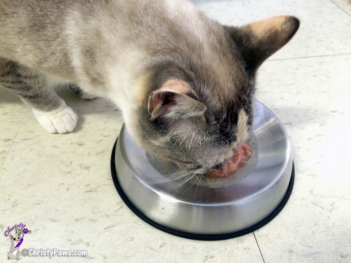 eating from Dr. Catsby’s bowl 012616_034