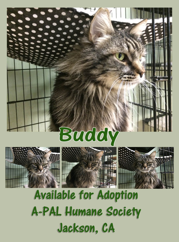 Adopt Buddy -- Available through A-PAL Humane Society, Jackson, CA