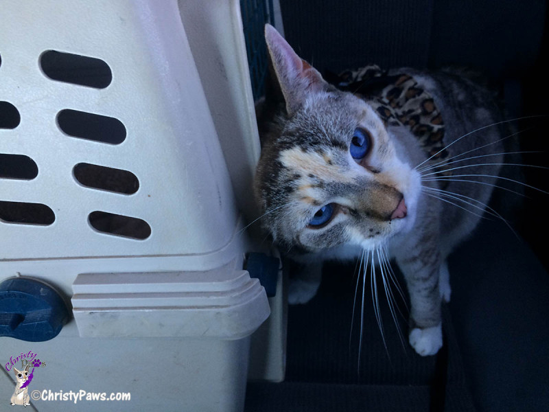 Car ride rubbing crate 