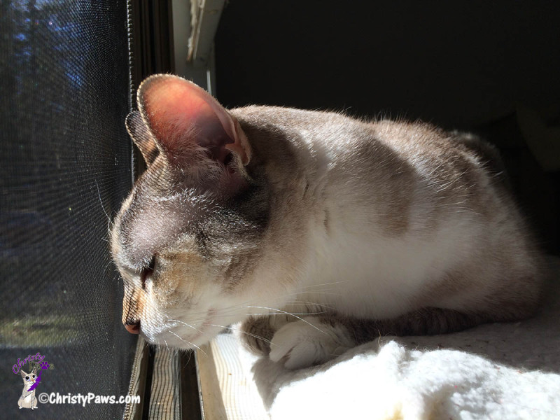 Christy snoozing in sun puddle - from We Are Bummed