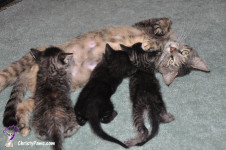 Mom cat with three kittens