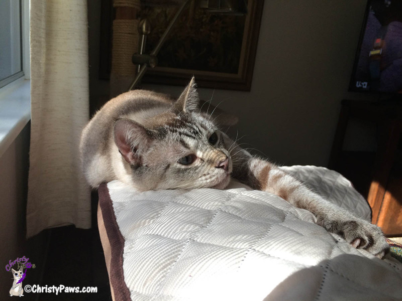 Ocean laying in sun puddle - from We Are Bummed