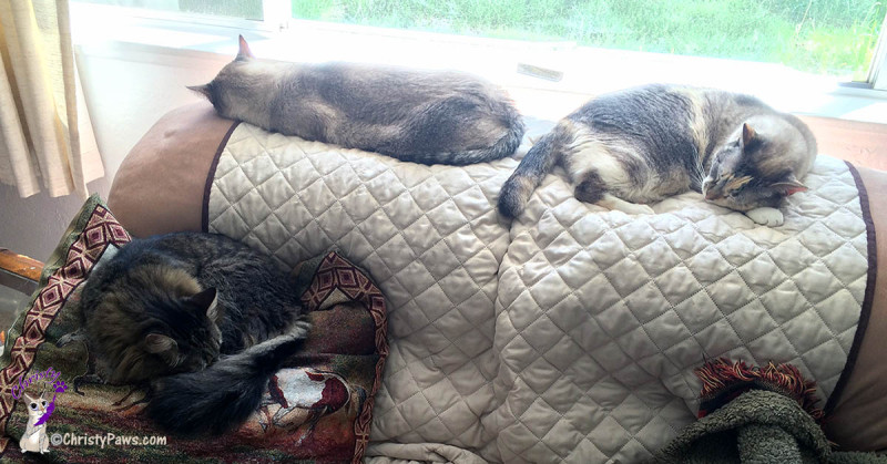 Three kitties on the couch