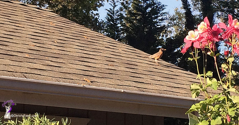 Bird on garage roof gathering seeds in spring