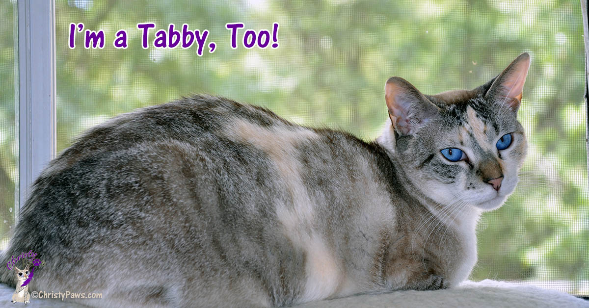 I'm a Tabby, Too! - Happy National Tabby Day