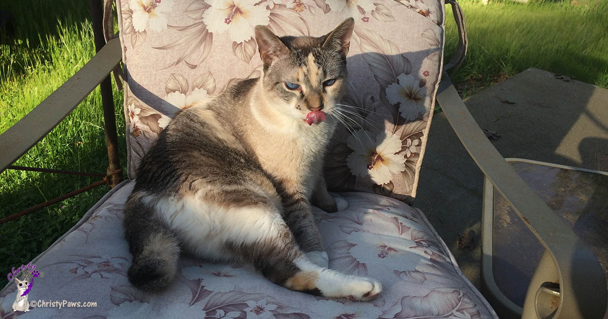 Christy sitting in patio chair with tongue out