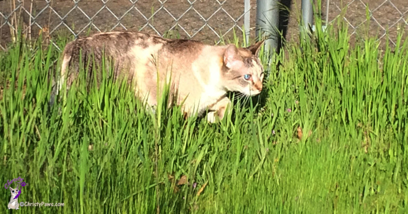 Christy in the grass on a beautiful spring day