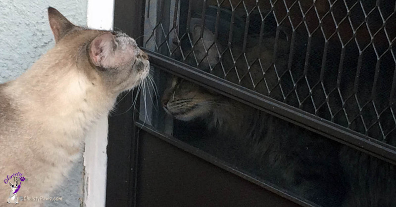 Echo and Ocean looking at each other through screen door