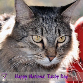 I may not be a "real" tabby but I do have tabby markings. Since today is National Tabby Day, I wanted to share our tabbiness with you.