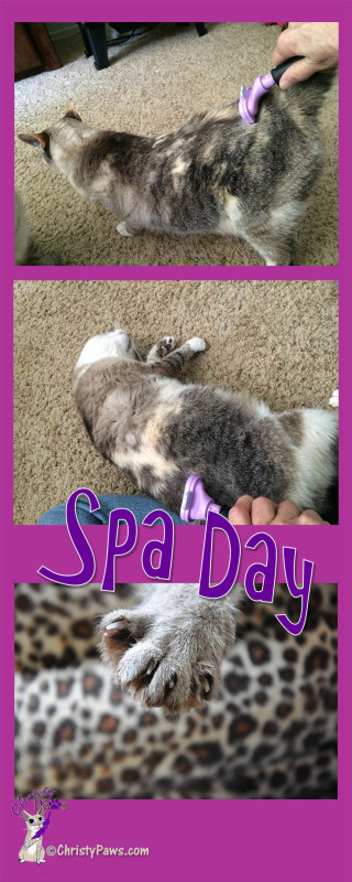 Spa Day -- Our Special Grooming Day - cat being brushed and freshly trimmed nails