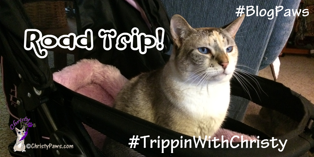 Mom has been busy getting ready for our trip to BlogPaws. I spend most of my time watching from my stroller where I took today's stroller selfies. #TrippinWithChristy