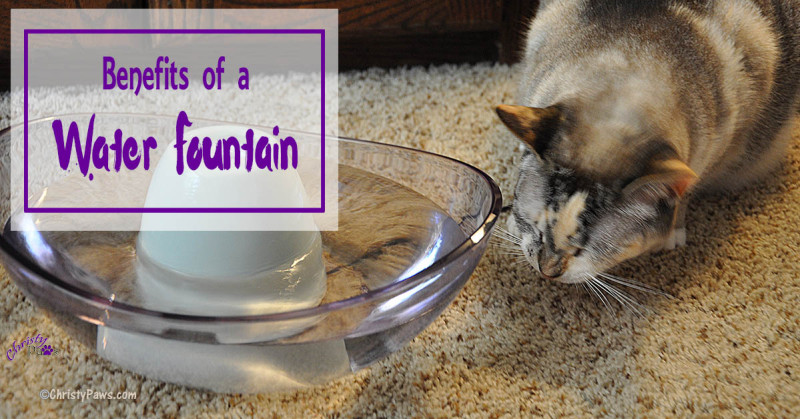 Kitties don't have a strong drive to drink water which can lead to serious health problems. A pet water fountain can encourage them to drink more water.