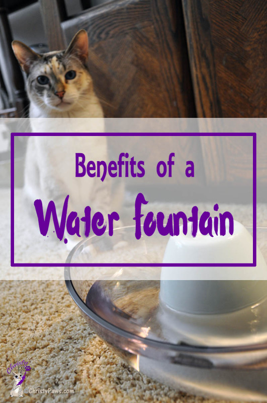 cat next to water fountain