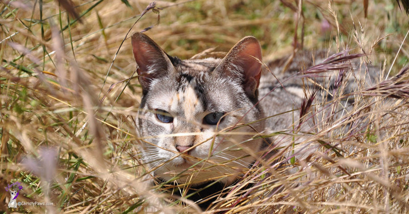 In the grass exploring