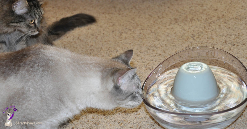 cat cautiously sniffing a new water fountain