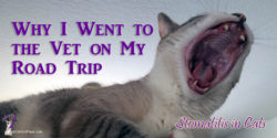 Continue reading to find out why I went to the vet on my big road trip to BlogPaws in Arizona and to learn more about stomatitis in cats.