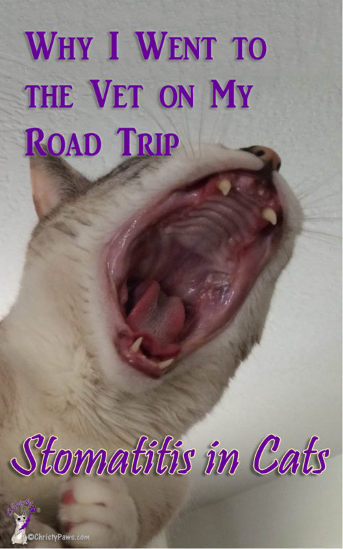 Why I Went to the Vet on My Road Trip - Stomatitis in Cats