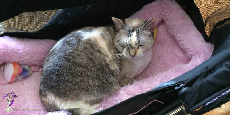 Dozing in my stroller - throw back - BlogPaws and Spring are Inspiring Us to Get Outdoors