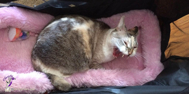 Yawning in my stroller - throw back - BlogPaws and Spring are Inspiring Us to Get Outdoors