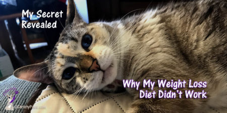 Did you know that the secret to weight loss for kitties is the same as for humans? Read on to find out why my cat diet for weight loss didn't work.