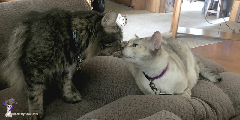 two cats touching noses