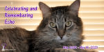 long haired tabby cat with text overlay: Celebrating and Remembering Echo May 2009 - May 15, 2020