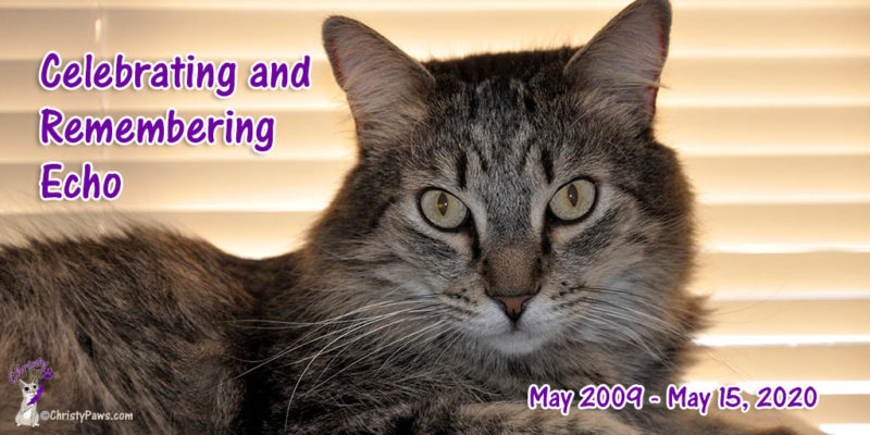 long haired tabby cat with text overlay: Celebrating and Remembering Echo May 2009 - May 15, 2020