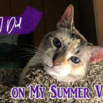 blue-eyed cat in cat tree with text overlay: What I did on my summer vacation
