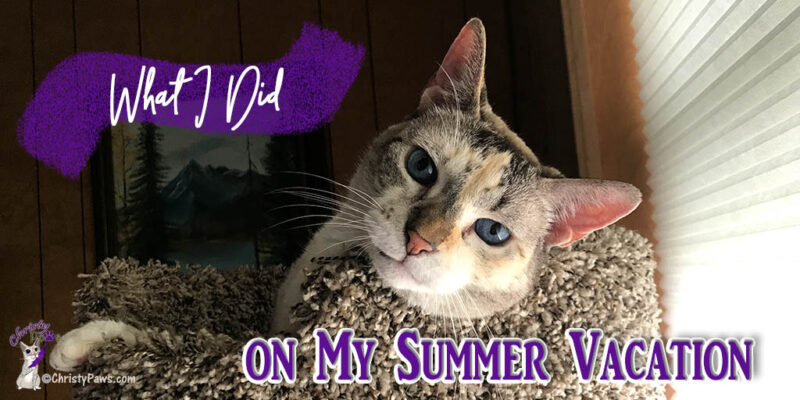 blue-eyed cat in cat tree with text overlay: What I did on my summer vacation