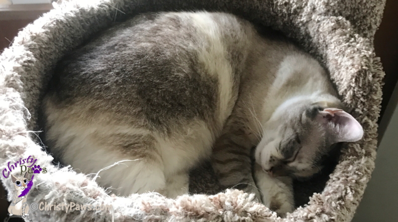 cat sleeping in a cat bed