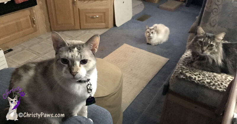 three cats waiting for a meal