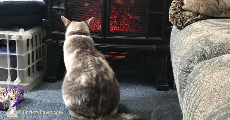 cat in front of electric fireplace heater
