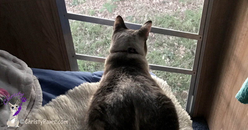 cat looking out screen door on previous RV trip
