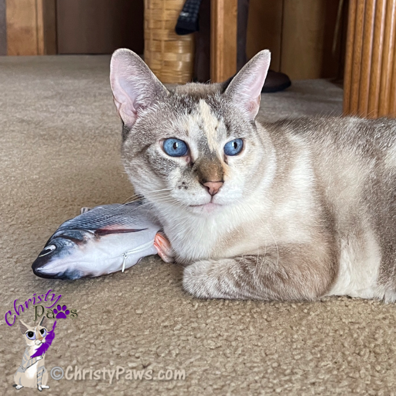 blue eyed cat with fish toy