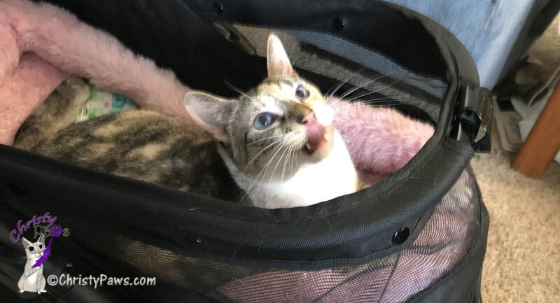 cat in stroller - preparing for RV trip