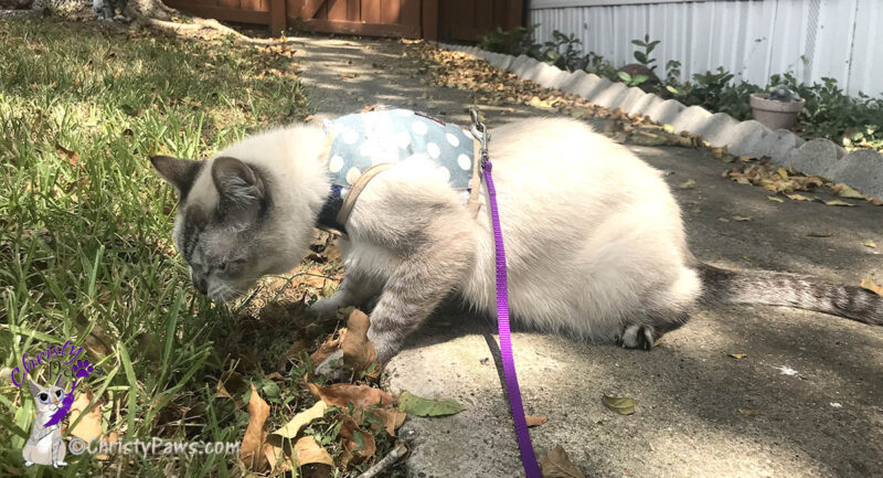 cat in yard on leash - preparing for RV trip