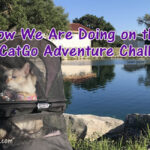 How We Are Doing on the KittyCatGo Adventure Challenge