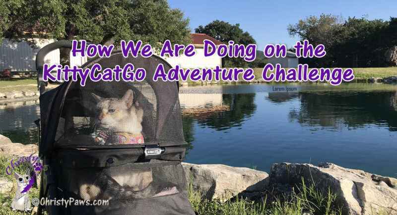 cat in stroller near pond with text overlay: How we are doing on the KittyCatGo Adventure Challenge