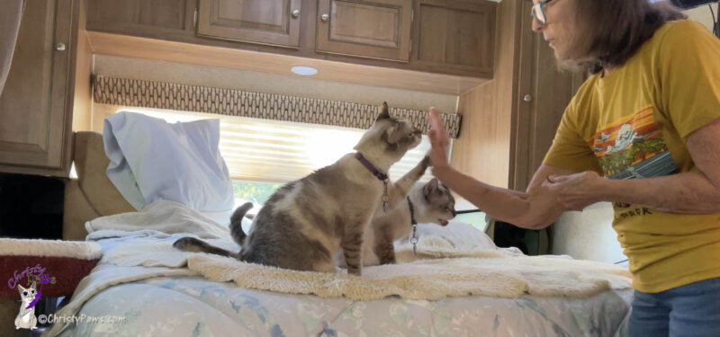cats performing tricks for the adventure challenge