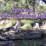 KittyCatGo Adventure Challenge Update