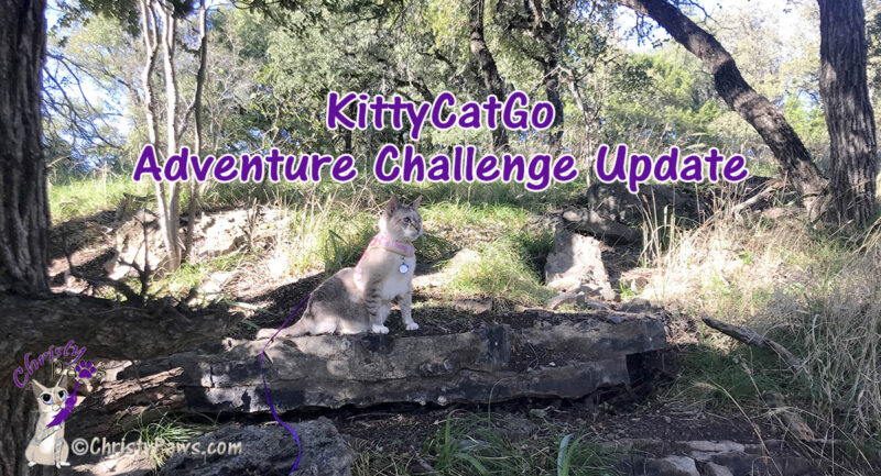 cat sitting on a a rock outcropping with text overlay: KittyCatGo Adventure Challenge Update