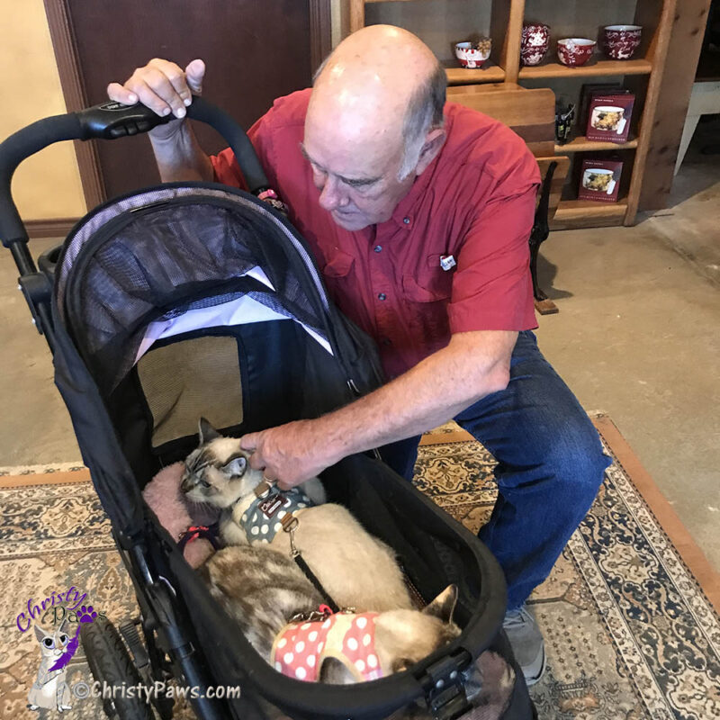 two cats in a stroller meeting Gill Bledsoe at Pillar Bluff Vineyards