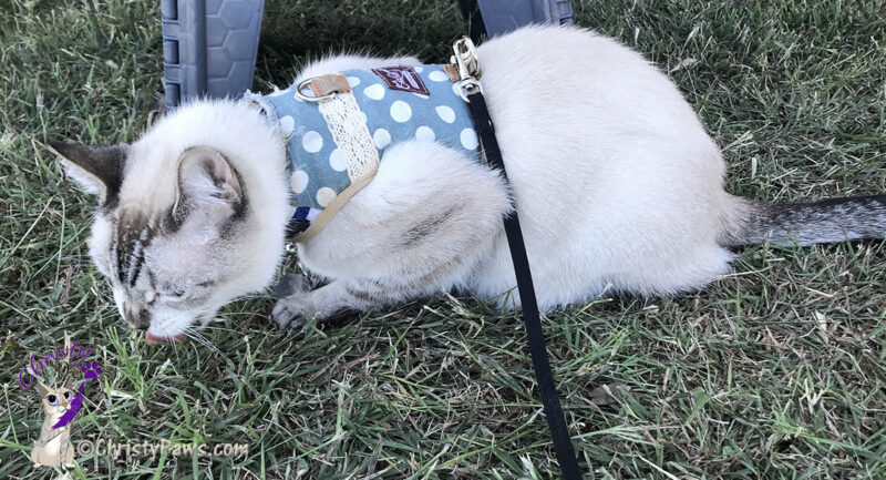 cat eating grass