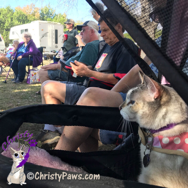 cat in a stroller hanging out at an RV gathering
