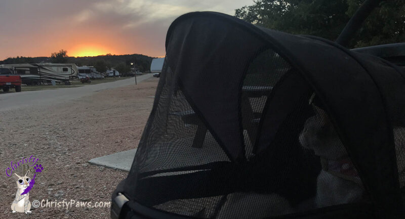 two cats in a stroller watching a sunset - an Adventure Challenge task