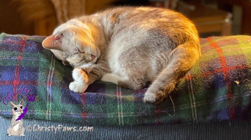 cat sleeping on the back of a chair under lamp light