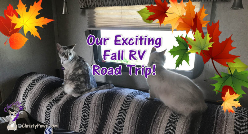 two cats on the back of the sofa with text overlay: Our Exciting Fall RV Road Trip!