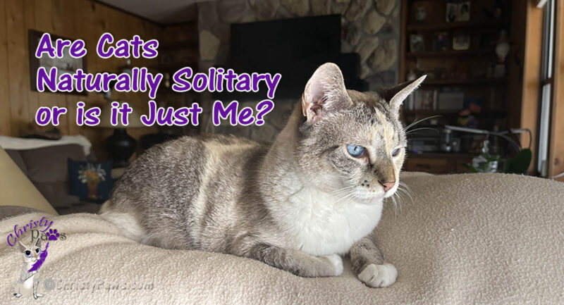 blue-eyed cat with text overlay: Are Cats Naturally Solitary or is it Just Me?