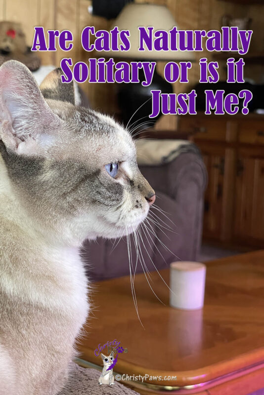 side view of blue-eyed cat with text overlay: Are Cats Naturally Solitary or is it Just Me?